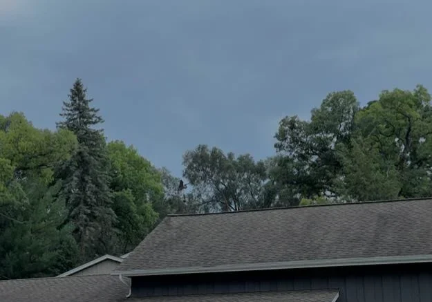 Gray asphalt shingle roof on a home with mature trees under an overcast sky